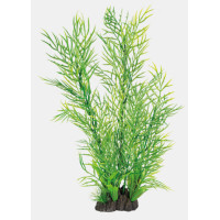 ART PLANT CERATOPTERIS